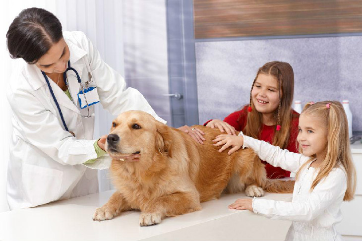 狗狗咳嗽怎么办 可能是向你发出的求救信号
