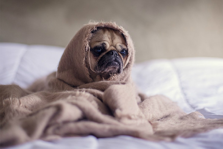 狗狗感冒能自愈吗？注意分清感冒还是疾病前兆