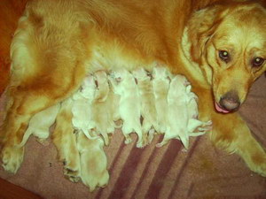 金毛犬产后怎么照顾 金毛寻回犬产后护理方法