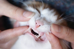 猫咪牙齿如何护理 猫咪牙齿护理教程