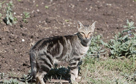 肯尼亚猫怎么养 肯尼亚猫喂养技巧