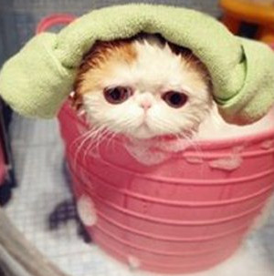 给猫洗澡注意事项