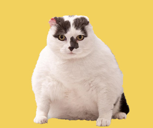怎么给猫咪减肥