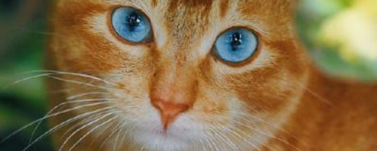 橘猫有蓝眼睛吗 橘猫并不是一个品种