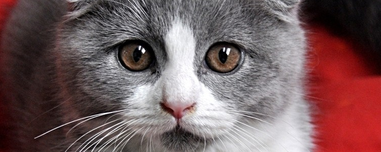 猫咪老是喘气怎么回事 猫咪喘气的三大原因