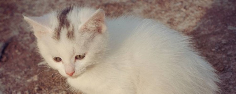 怎么教猫使用猫砂盆 正确的训练非常关键！