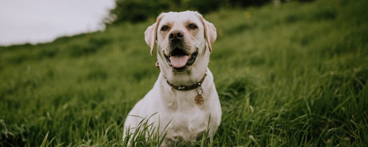 导盲犬一般要训练几年 训练这么久都是为了更好地服务人类