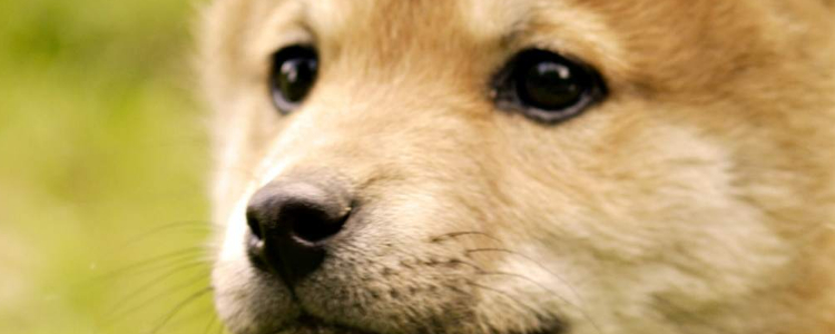 贝卫多犬驱虫品牌 一次喂服疗效可达12周