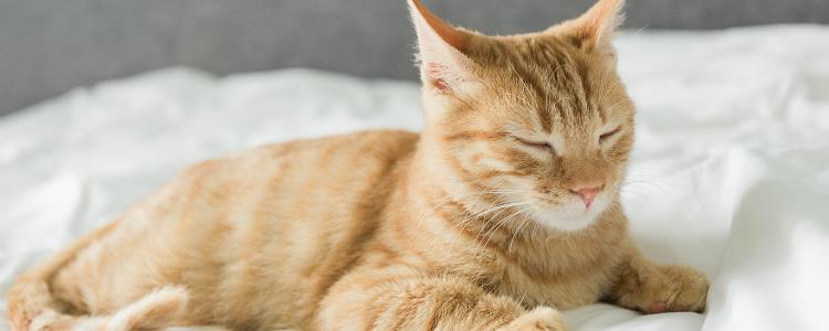 猫肛门腺发炎能自愈吗 一定要及时治疗哦！