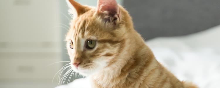 猫三联第一针什么作用 猫猫一定要注射疫苗吗？