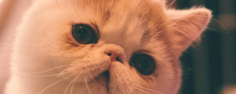 猫得口炎怎么治疗 有很多方法可以治疗口炎问题！