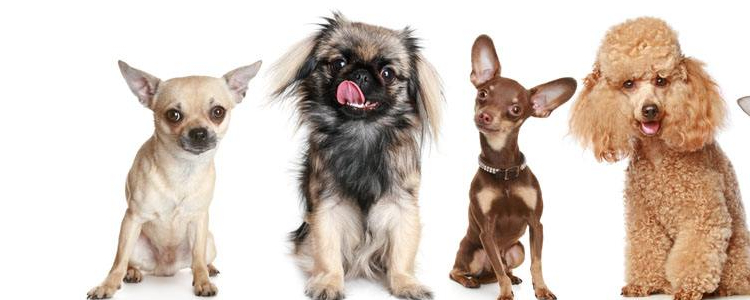狗耳朵很干净但总甩头 这四个原因你需要知道！