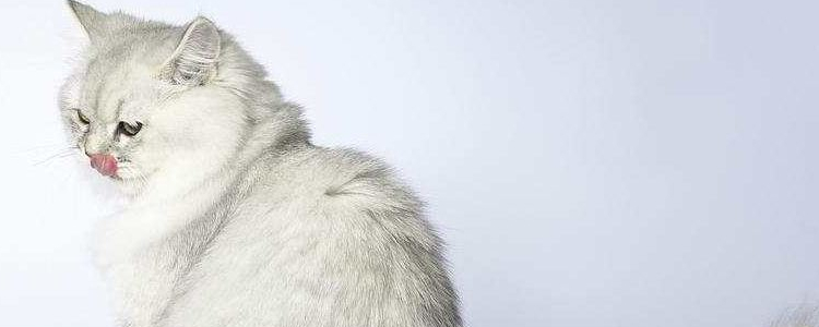 布偶猫体重年龄对照 怎么养才能体重达标