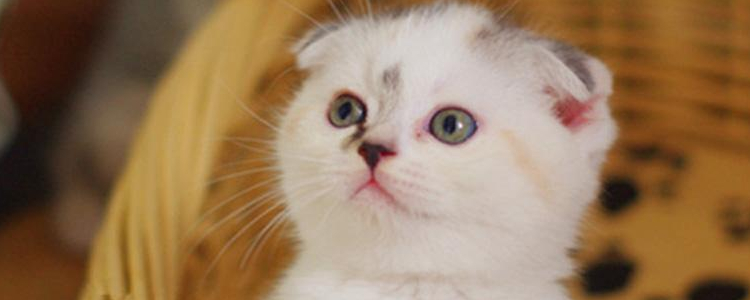 波斯猫眼睛为什么颜色不一样