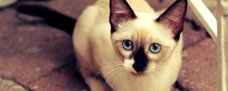 暹罗猫颜色随温度变化的秘密 为什么暹罗猫会变色