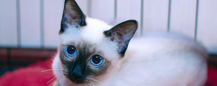泰国暹罗猫的颜色 猫中变色龙暹罗猫都有什么毛色