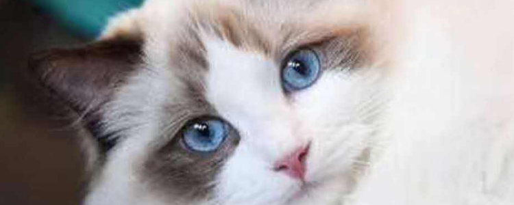 布偶猫重点色是指什么 布偶猫重点色性格好吗