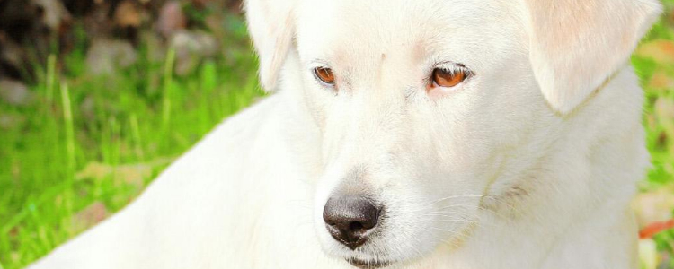 狗狗传染性肝炎治疗方法  狗狗传染性肝炎的症状