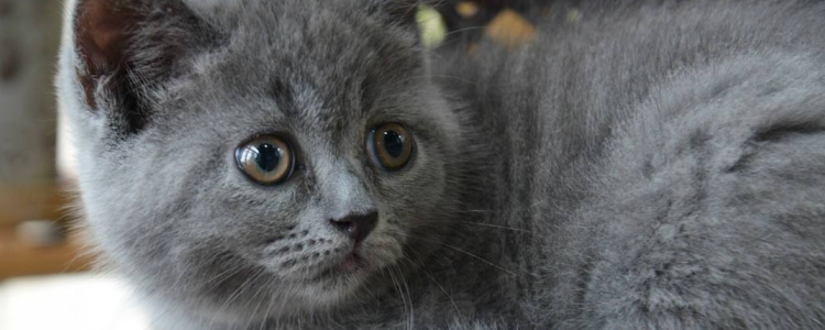 英国短毛猫寿命多长 有方法延长猫的寿命吗？