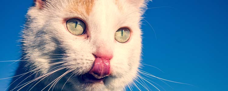猫的味觉到底是怎么样的 揭秘猫咪的味觉系统