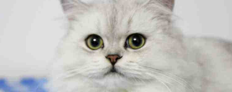 猫咪能喝白米粥吗 猫咪喝白米粥会导致营养不良吗