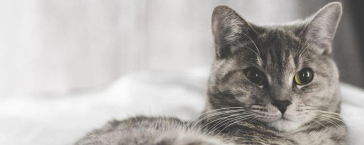 猫咪眼睛受伤能自愈吗 应如何护理?