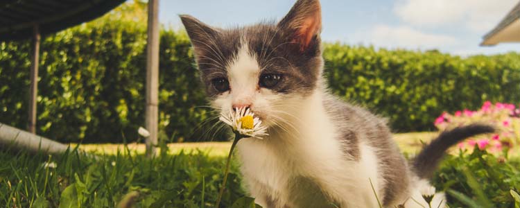 哪些植物对猫咪来说有毒 家里种的花也会成为宠物杀手