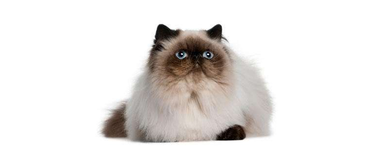 波斯猫的眼睛是什么颜色 鸳鸯眼的猫还有遗传病？