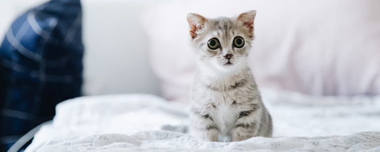 小猫多久能看出来折耳 折耳猫为什么不能养