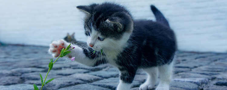 猫咪会被传染新型冠状病毒肺炎吗 如何预防