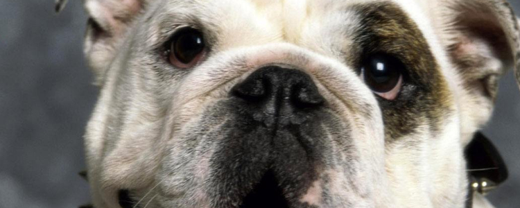 狗狗蛔虫症状有哪些 狗狗寄生虫要小心！