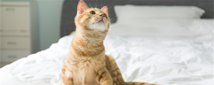 猫能吃核桃仁吗 猫咪绝对不能吃核桃！