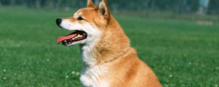 什么颜色的柴犬最贵 柴犬竟然分这么多你都知道吗？
