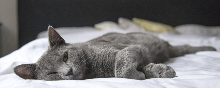 猫冬天睡觉时间会变长吗 小心睡脱水！