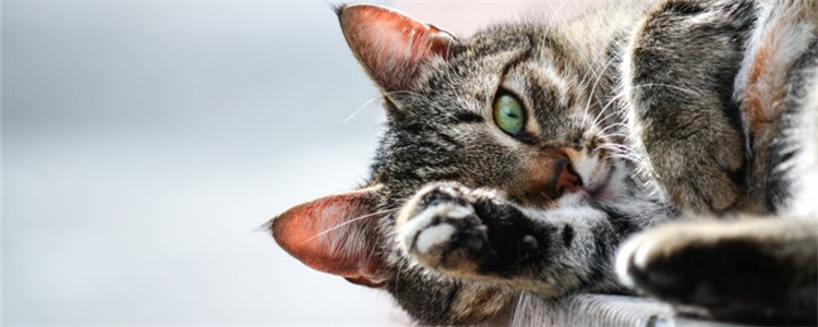 猫咬手指说明什么 不要让猫养成咬手的坏习惯