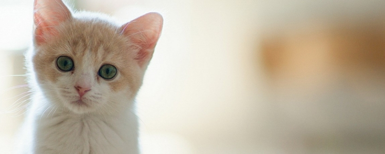 常见品种猫咪易患疾病有哪些 你得了解！