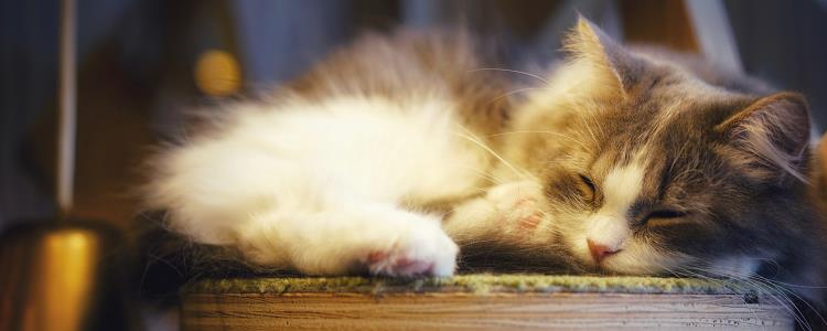 猫睡觉流口水是怎么回事 猫咪的身体在发健康预警哦