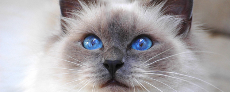 布偶猫蓝双和海双的区别 哪个更受欢迎？