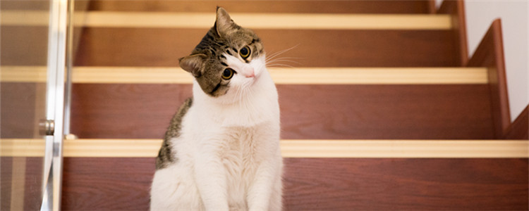 猫猫能吃榴莲吗