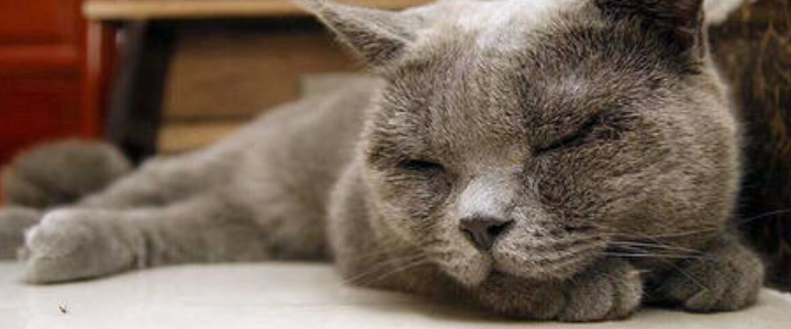猫咪睡觉打鼾声音特别大 可能是鼻腔疾病！