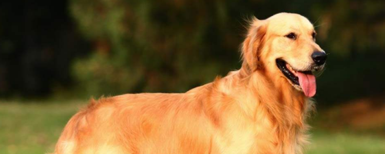 狗狗重度肺炎 在肺炎的时候都没有及时治疗？