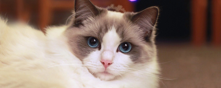 布偶猫开脸是什么意思 什么样子最好？