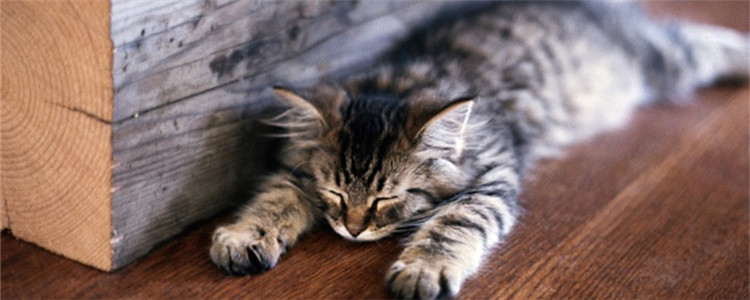 猫喜欢抓挠家具怎么办 如何防止猫咪抓挠家具