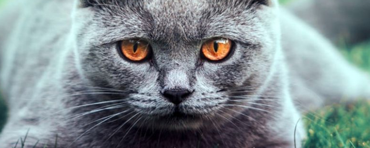 猫咪呕吐的原因有哪些 生理性呕吐和病理性呕吐你知道吗