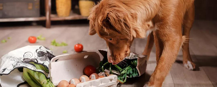狗狗可以吃煮熟的菠菜吗 菠菜真的能补铁吗