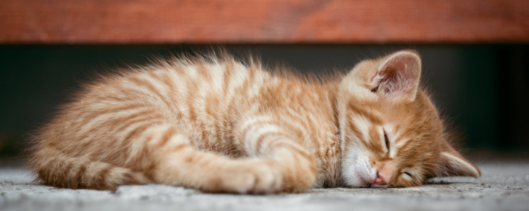 猫冬天睡地上会着凉吗 别以为猫就不怕冷！