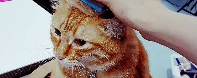 猫总是给另一只舔毛 是喜欢它还是想征服它？