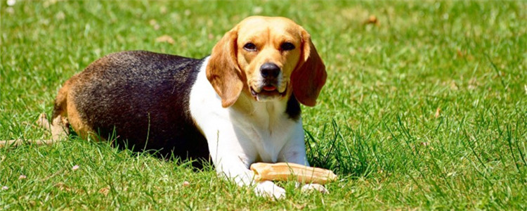狗狗吃阿莫西林胶囊可以不 消炎药对狗狗是有毒的