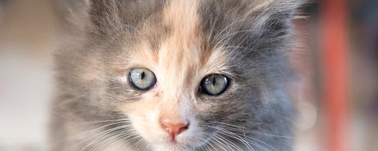 小猫中毒后该怎么救治 紧急治疗措施