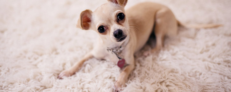 狗狗肾衰竭分几种 肾衰竭可以治疗吗